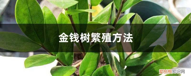 金钱树的叶插繁殖方法和注意事项 金钱树繁殖方法，分株和扦插都可