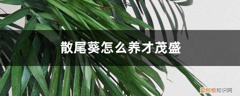 散尾葵怎么养能旺盛 散尾葵怎么养才茂盛，散尾葵图片
