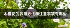 木槿花的养殖方法和注意事项有哪些木 木槿花的养殖方法和注意事项有哪些