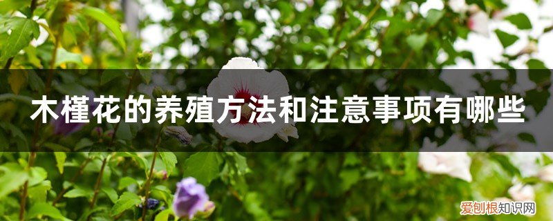 木槿花的养殖方法和注意事项有哪些木 木槿花的养殖方法和注意事项有哪些