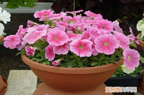 图 矮牵牛怎么播种 矮牵牛花种子播种方法和注意事项