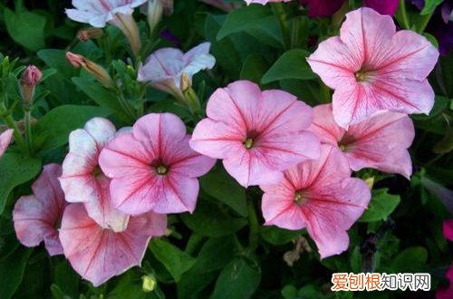 图 矮牵牛怎么播种 矮牵牛花种子播种方法和注意事项