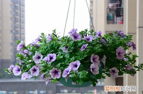 图 矮牵牛怎么播种 矮牵牛花种子播种方法和注意事项