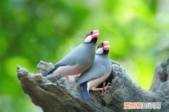 怎样养七彩文鸟，对于新手来说七彩文鸟好养吗