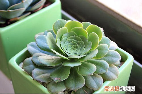 植物伤根后要怎么治疗 栽苗不伤根要怎么做？植物怎么安全过冬？赶紧来看看花友的分享！
