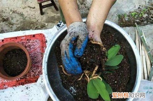 植物伤根后要怎么治疗 栽苗不伤根要怎么做？植物怎么安全过冬？赶紧来看看花友的分享！