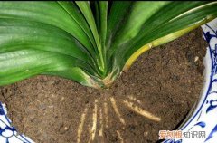 植物伤根后要怎么治疗 栽苗不伤根要怎么做？植物怎么安全过冬？赶紧来看看花友的分享！