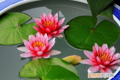 睡莲 翻盆 睡莲什么时候可以翻盆?把握好最佳翻盆时机,可以一盆变几盆!