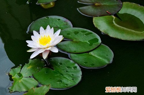 睡莲 翻盆 睡莲什么时候可以翻盆?把握好最佳翻盆时机,可以一盆变几盆!