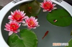 睡莲 翻盆 睡莲什么时候可以翻盆？把握好最佳翻盆时机，可以一盆变几盆！