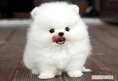 狗狗死后处理方式 狗死后怎么处理