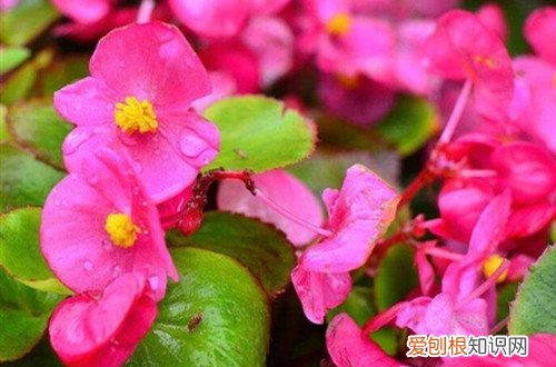 四季海棠为什么掉花苞 四季海棠掉花苞是什么原因？注意日常养护，避免掉花苞现象！