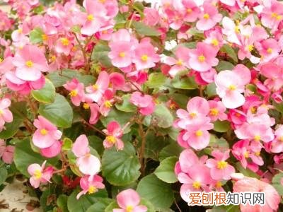 四季海棠为什么掉花苞 四季海棠掉花苞是什么原因？注意日常养护，避免掉花苞现象！