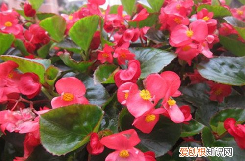 四季海棠为什么掉花苞 四季海棠掉花苞是什么原因？注意日常养护，避免掉花苞现象！