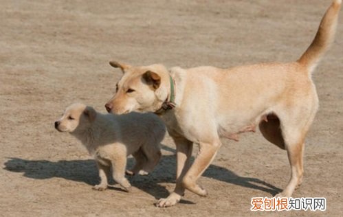 土狗的寿命大概是多少年 土狗寿命一般多少年