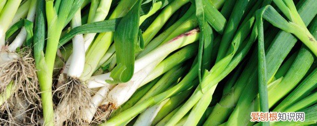 蒜苗不能与什么一起吃 蒜苗不能和什么一起吃