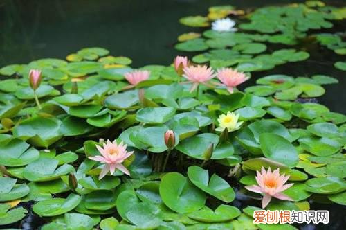 睡莲冬季需要怎样养护？一定要进行越冬处理，否则容易被冻死！