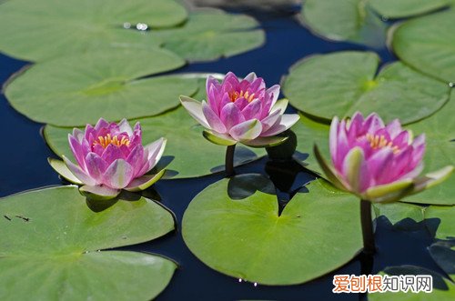 睡莲冬季需要怎样养护？一定要进行越冬处理，否则容易被冻死！