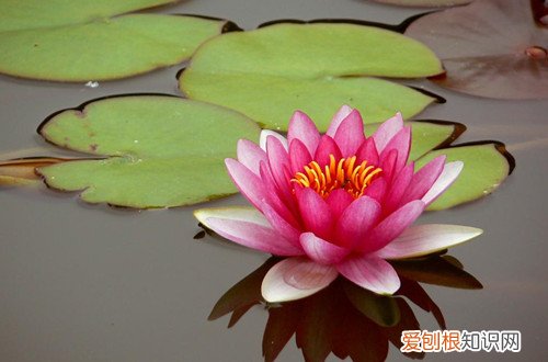 睡莲冬季需要怎样养护？一定要进行越冬处理，否则容易被冻死！