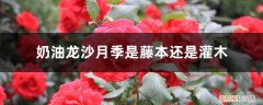 奶油龙沙月季是藤本还是灌木,怎么养好 奶油龙沙月季是藤本还是灌木，怎么养