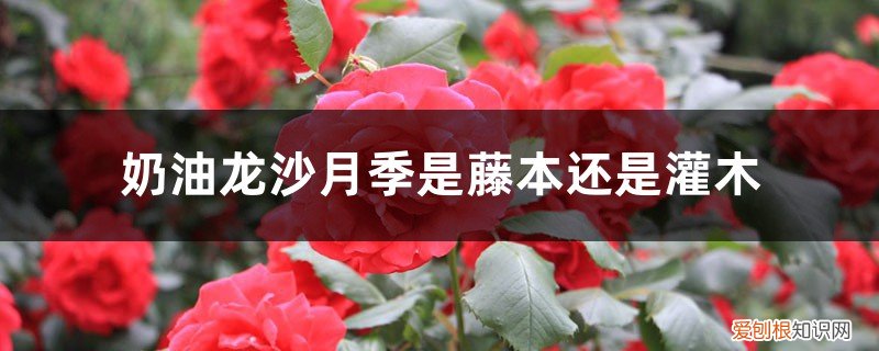 奶油龙沙月季是藤本还是灌木,怎么养好 奶油龙沙月季是藤本还是灌木，怎么养