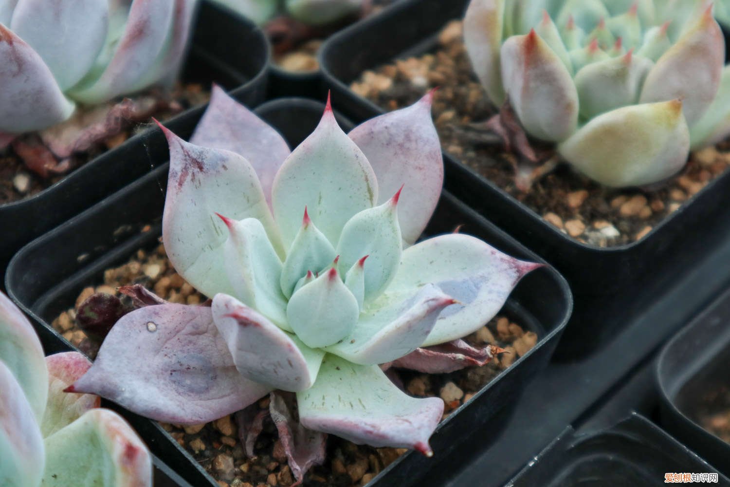 多肉植物在冬天好养吗会冻死吗 多肉植物怕冻吗，冬天怎么养