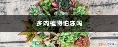多肉植物在冬天好养吗会冻死吗 多肉植物怕冻吗，冬天怎么养