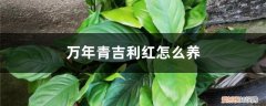 万年青开花不吉利 万年青吉利红怎么养，会开花吗