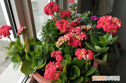 长寿花掉叶子咋回事 长寿花掉叶子怎么办？有这四个解决方法，就能恢复生长！