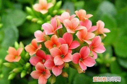 长寿花有了花苞怎样管理 长寿花掉花苞怎么办？从这四点找原因，就能解决！