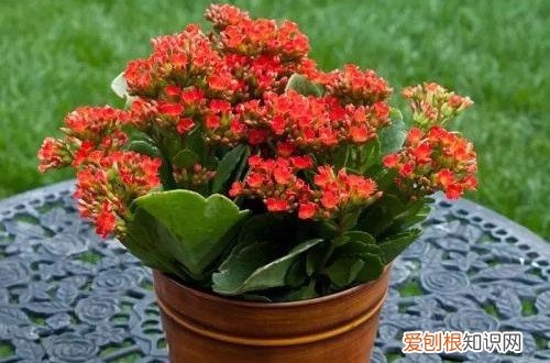 长寿花有了花苞怎样管理 长寿花掉花苞怎么办？从这四点找原因，就能解决！