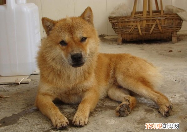 土狗寿命几年 土狗的寿命是多少年