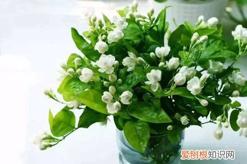茉莉花枯了 茉莉花叶子枯落、花苞干瘪，怎么救这奄奄一息的茉莉花！