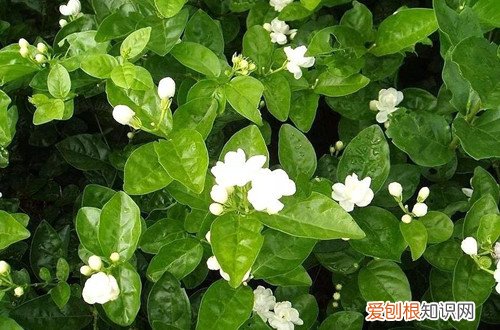 茉莉花枯了 茉莉花叶子枯落、花苞干瘪，怎么救这奄奄一息的茉莉花！