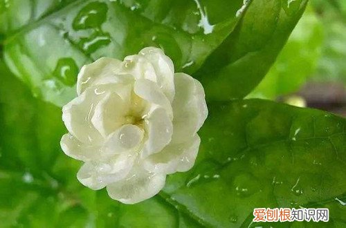 茉莉花枯了 茉莉花叶子枯落、花苞干瘪，怎么救这奄奄一息的茉莉花！