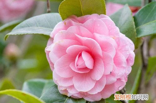 茶花第二年不长花蕾 着急，茶花已孕蕾很长时间，迟迟看不到它开花，还要等多久！