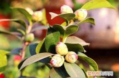 茶花第二年不长花蕾 着急，茶花已孕蕾很长时间，迟迟看不到它开花，还要等多久！