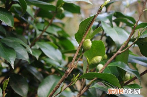茶花第二年不长花蕾 着急，茶花已孕蕾很长时间，迟迟看不到它开花，还要等多久！