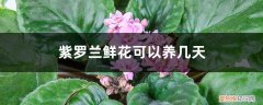 紫罗兰鲜切花能养几天 紫罗兰鲜花可以养几天，怎么养