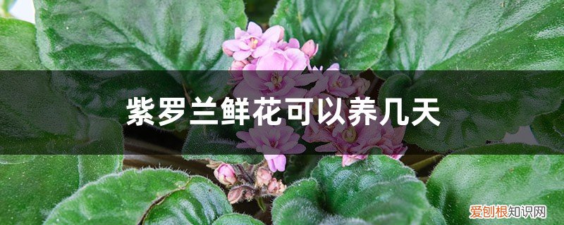 紫罗兰鲜切花能养几天 紫罗兰鲜花可以养几天，怎么养