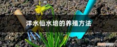 水仙盆栽好还是水培好 洋水仙水培的养殖方法，水培好还是种植好