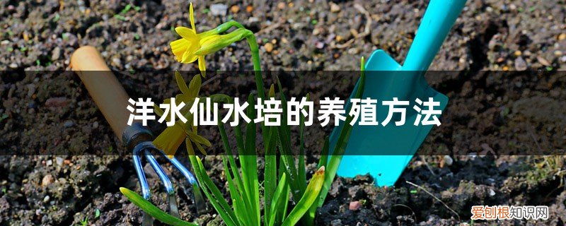 水仙盆栽好还是水培好 洋水仙水培的养殖方法，水培好还是种植好