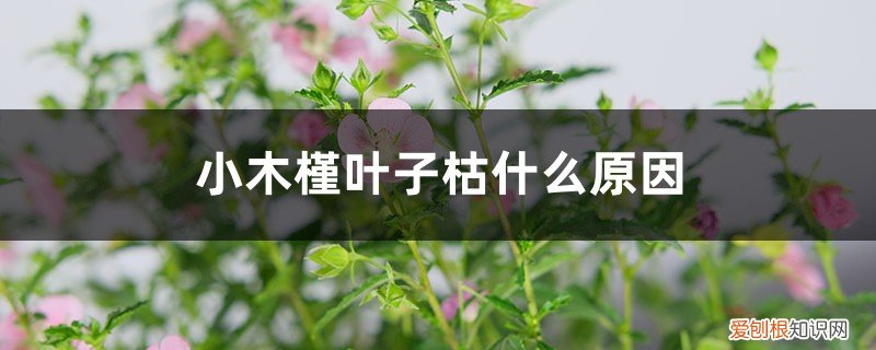 小木槿叶子枯什么原因,冬天落叶吗怎么办 小木槿叶子枯什么原因，冬天落叶吗