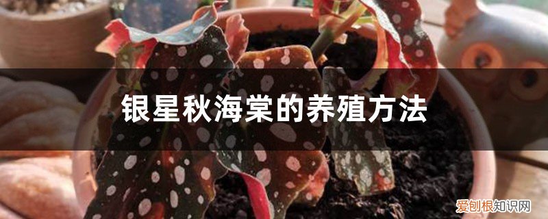 银星秋海棠适合在室内养吗 银星秋海棠的养殖方法，什么时候开花