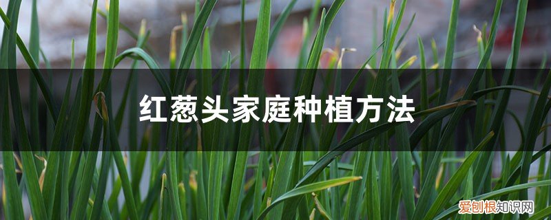 红葱头怎样种植 红葱头家庭种植方法，种植全过程