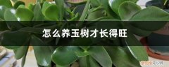 玉树怎么养才能长粗大 怎么养玉树才长得旺，徒长怎么办