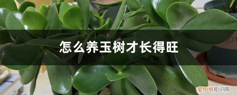 玉树怎么养才能长粗大 怎么养玉树才长得旺，徒长怎么办