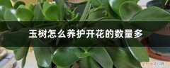 玉树怎么养护开花的数量多,花期在什么时间结束 玉树怎么养护开花的数量多，花期在什么时间