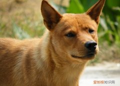 养土狗需要什么 养20个土狗注意事项