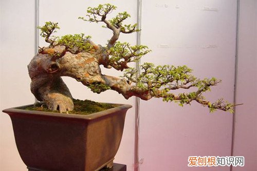 榆树适合什么时候换盆 榆树盆景换盆后怎么养护？注意这四点养护方法，就能服盆快！